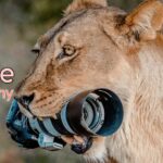 Best wildlife photography cameras 2024