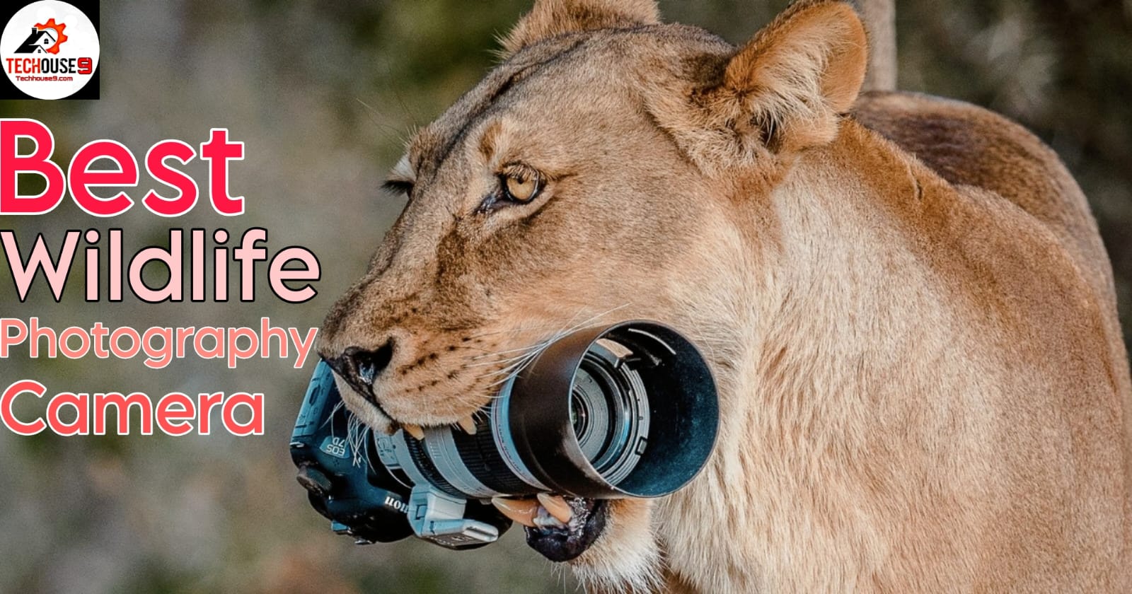 Best wildlife photography cameras 2024